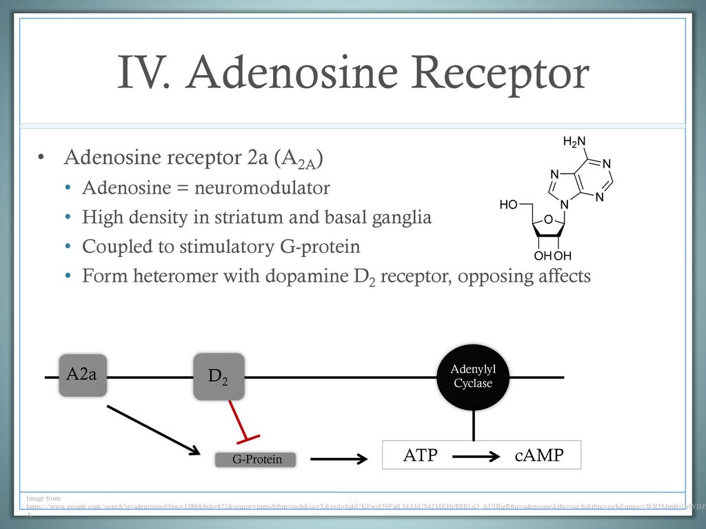 The role of adenosine on motor control